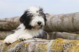 BEARDED COLLIE 070